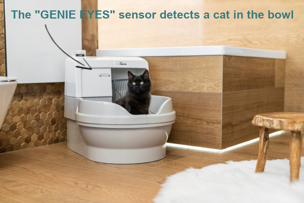 Toilet for a cat