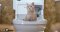 Your cat and the CatGenie