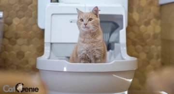 Your cat and the CatGenie