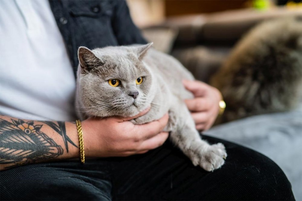 To nejlepší pro vaše kočky