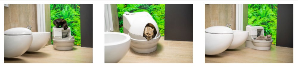 Bathroom toilet for cats