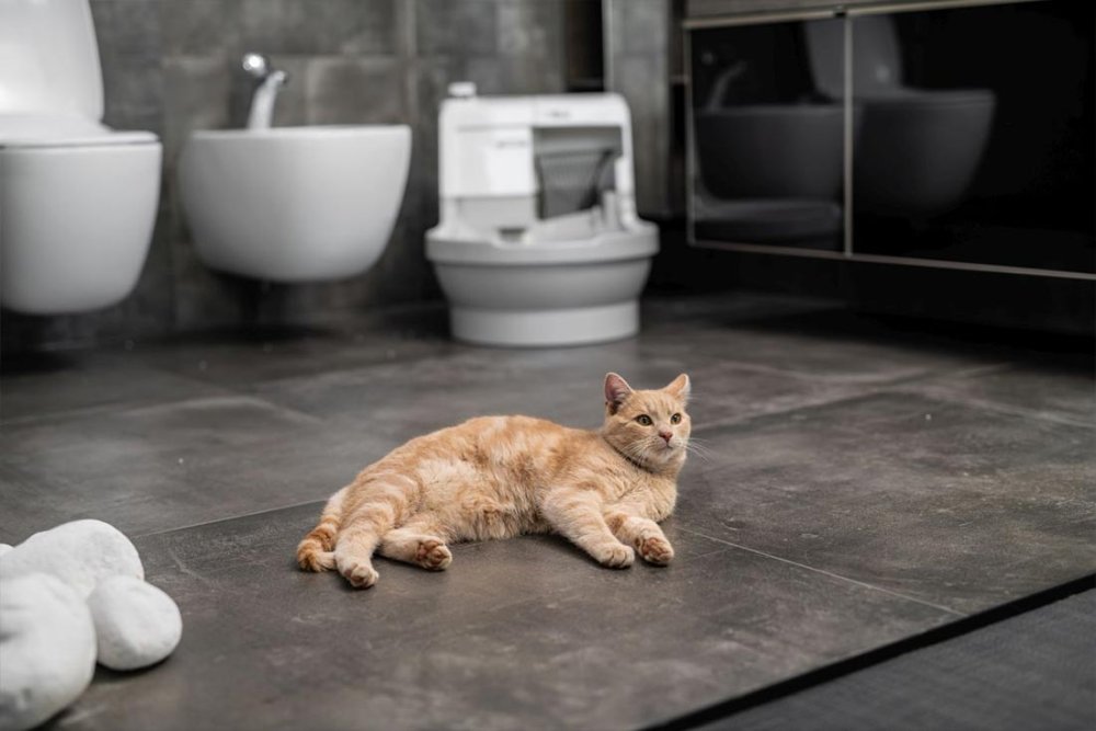 Pohodlí pro vaši kočku i pro Vás